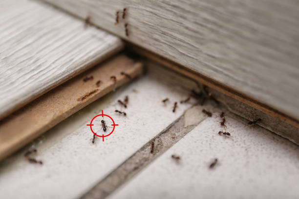Best Local Pest Control Services  in Mesa, AZ