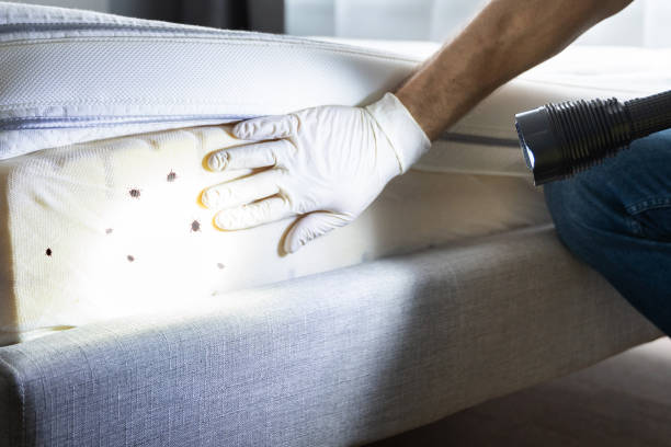 Best Flea Control Services  in Mesa, AZ