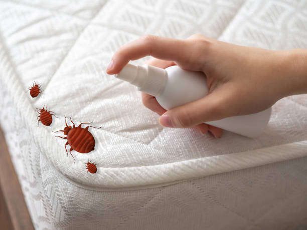 Best Emergency Pest Control  in Mesa, AZ