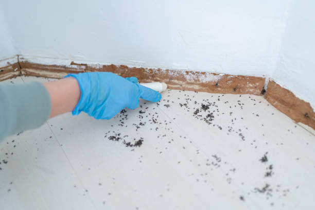 Best Residential Pest Control  in Mesa, AZ